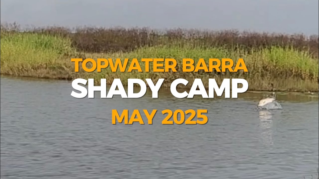 Topwater Barra Shady Camp May 2025