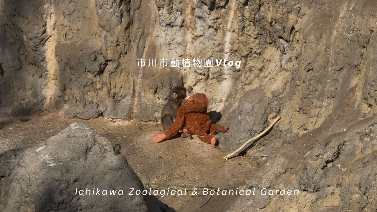市川市動植物園Vlog｜パンチくんに会いに行って来た🐒｜2026年2月28日｜Ichikawa Zoological & Botanical Garden