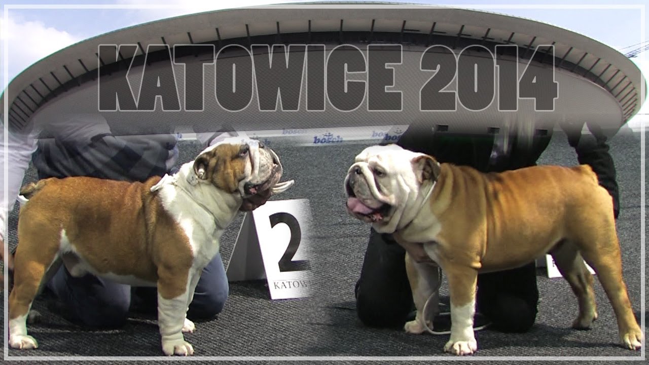 CACIB Dog Show/Wystawa Psów KATOWICE 2014 - Bulldog - JAGBULL