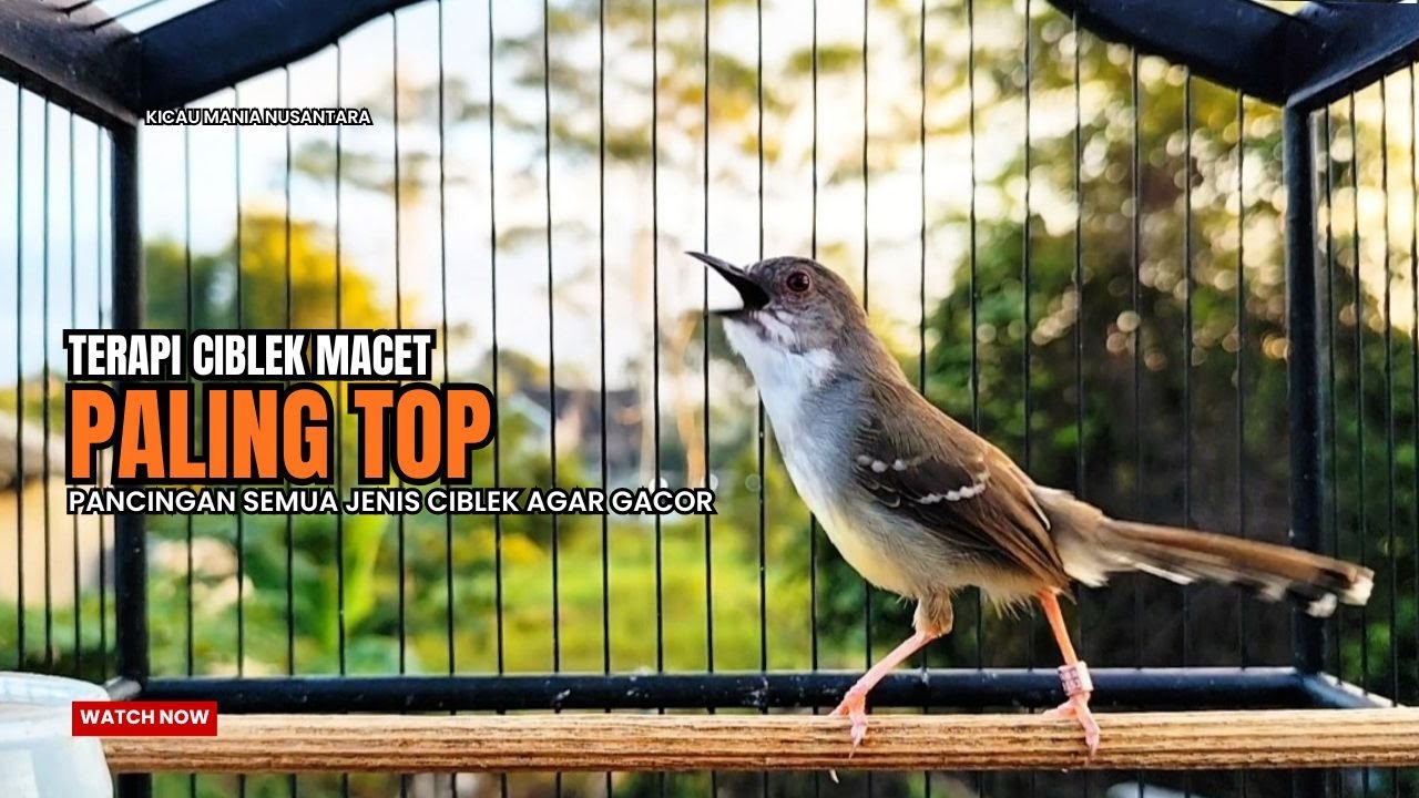 Burung Ciblek SEMI Gacor NGEBREN Untuk Pancingan Ciblek dan MASTERAN BURUNG Kesayangan Anda
