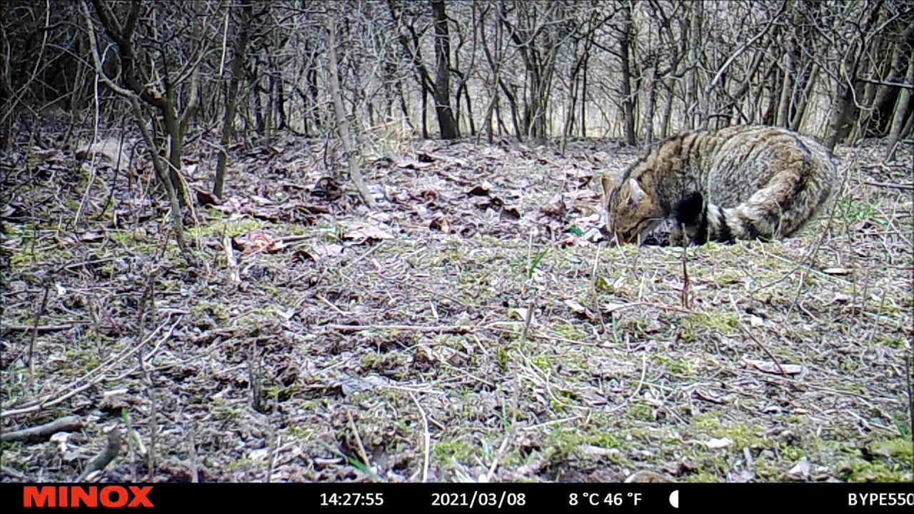 A vadmacska (Felis silvestris) szuka.... European wildcat  female