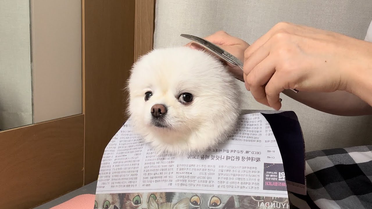 집에서 사람처럼 미용하는 강아지ㅋㅋㅋ