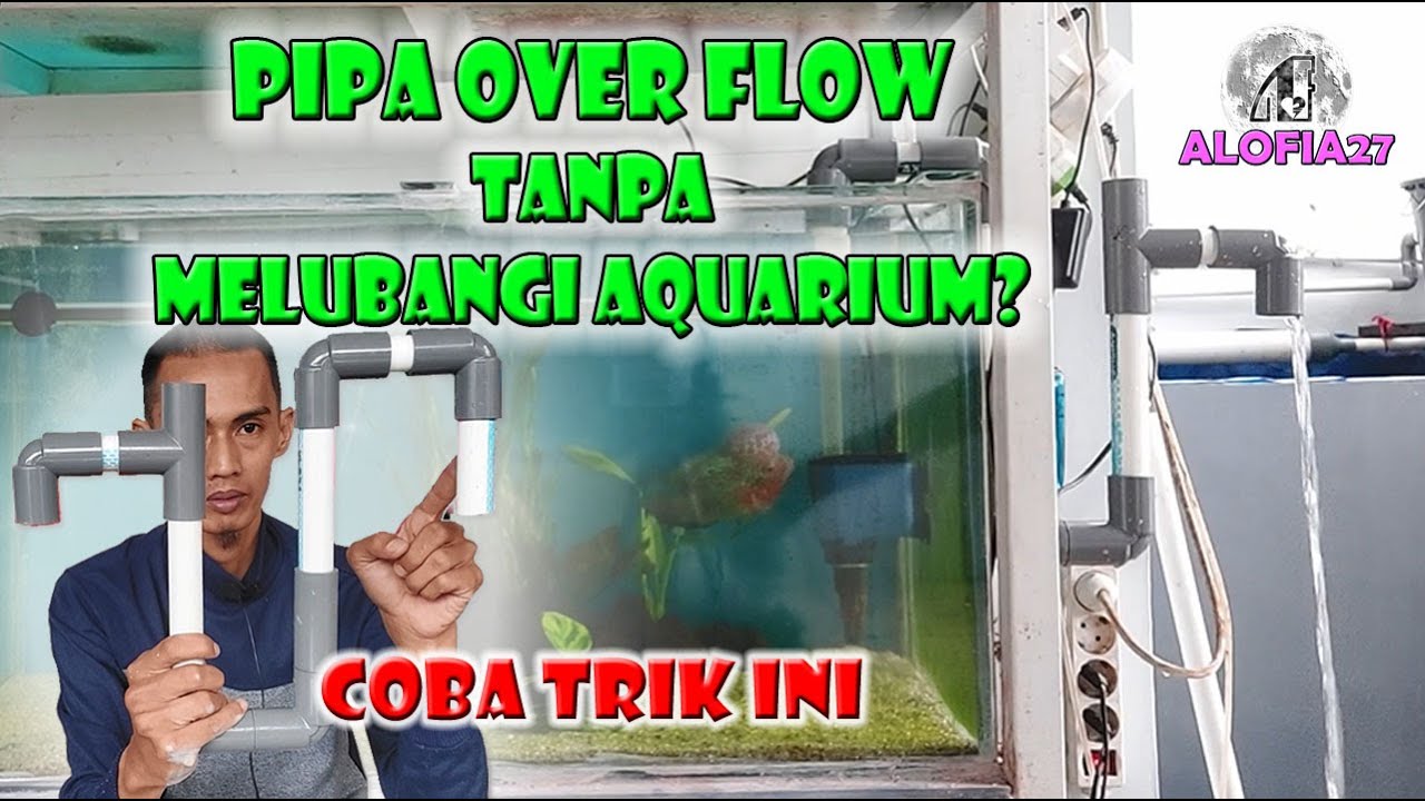 membuat pipa overflow tanpa melubangi aquarium ikan mas koki