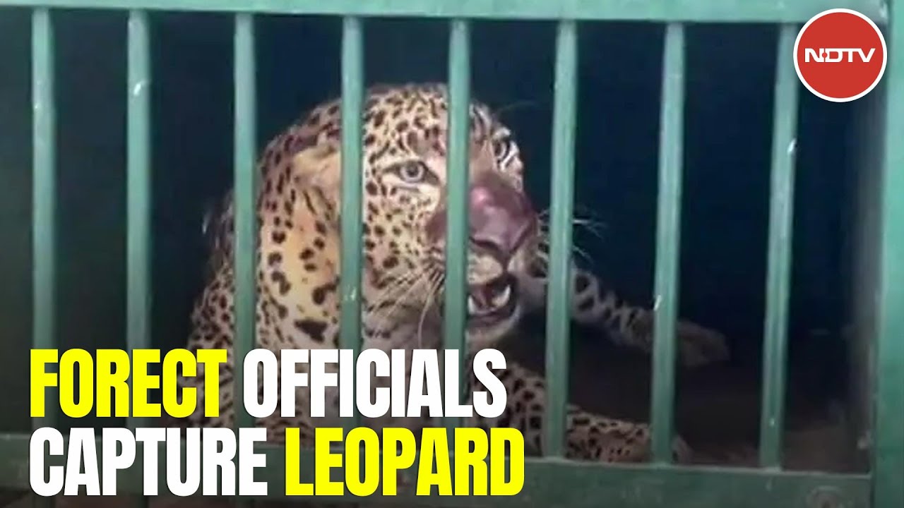 Leopard That Killed 6-Year-Old Girl Near Tirupati Temple, Captured: Cops