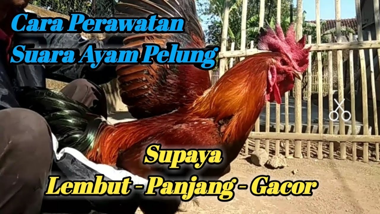 CARA PERAWATAN SUARA AYAM PELUNG | SUPAYA LEBIH PANJANG - LEMBUT & RAJIN BERKOKOK