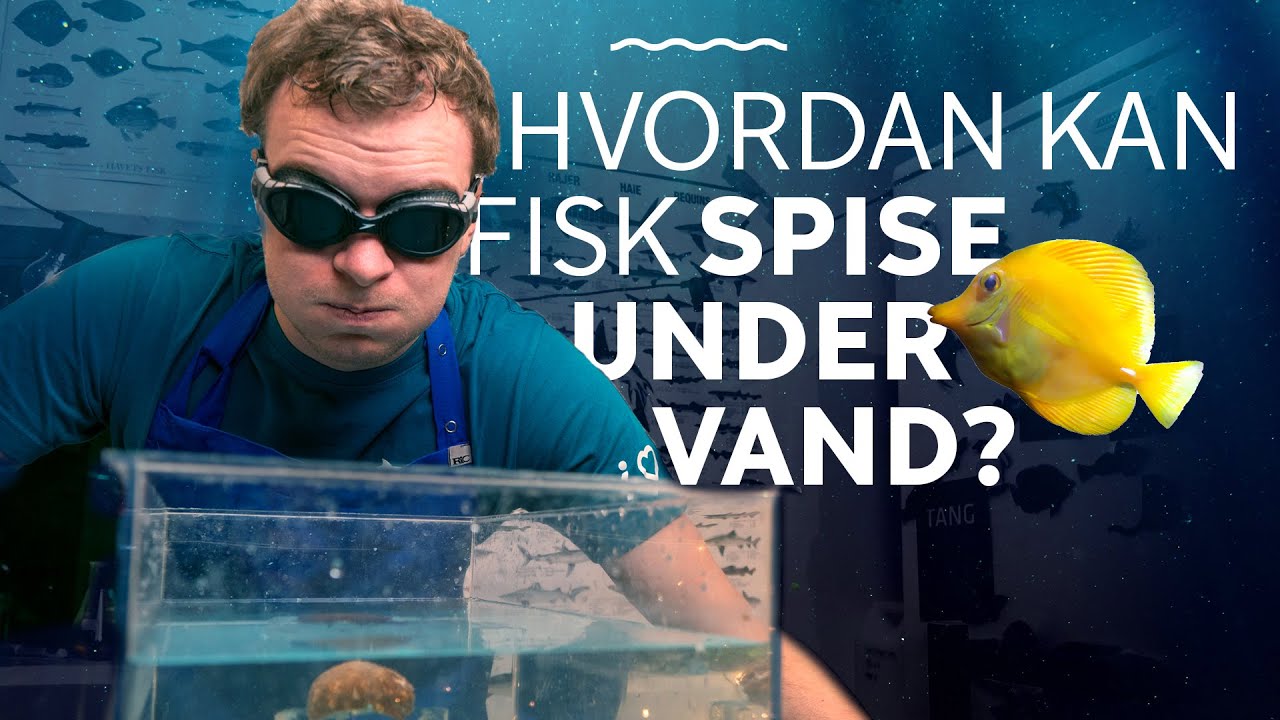 Hvordan spiser fisk under vand? │Kan man spise under vandet uden at drukne?