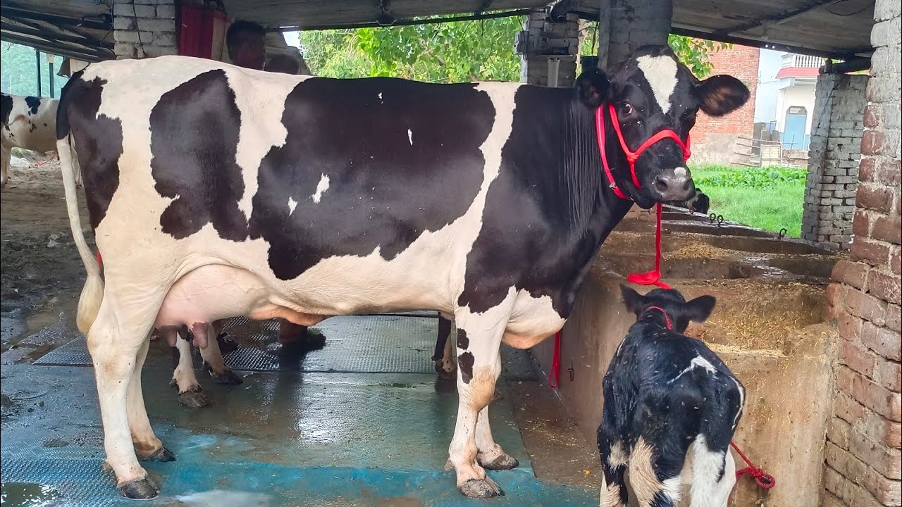 Milk,Beauty,Breed Combination।All Types Cows Available For Sale।8127933448,9936366262