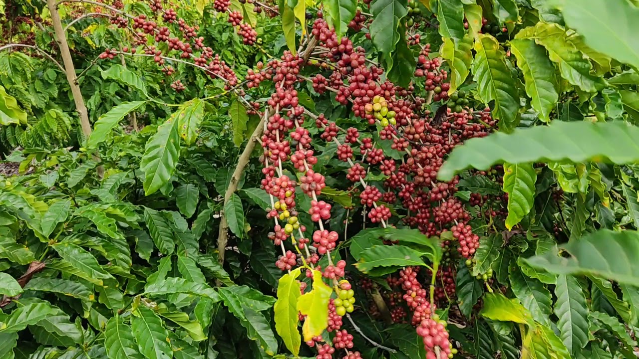 Lavoura café conilon, Clone 153 e LB1 em Rio Bananal!