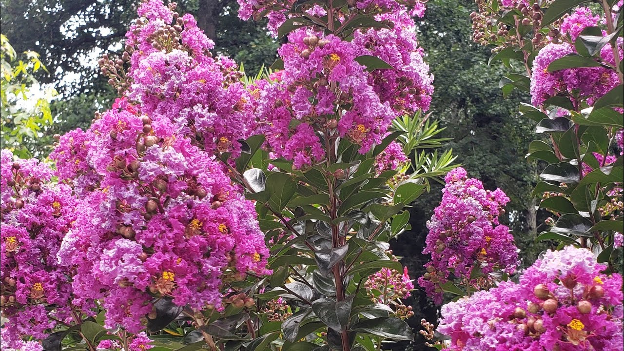 How and when to prune Crape Myrtle. 🌱🌿🍀🌺✂️✂️
