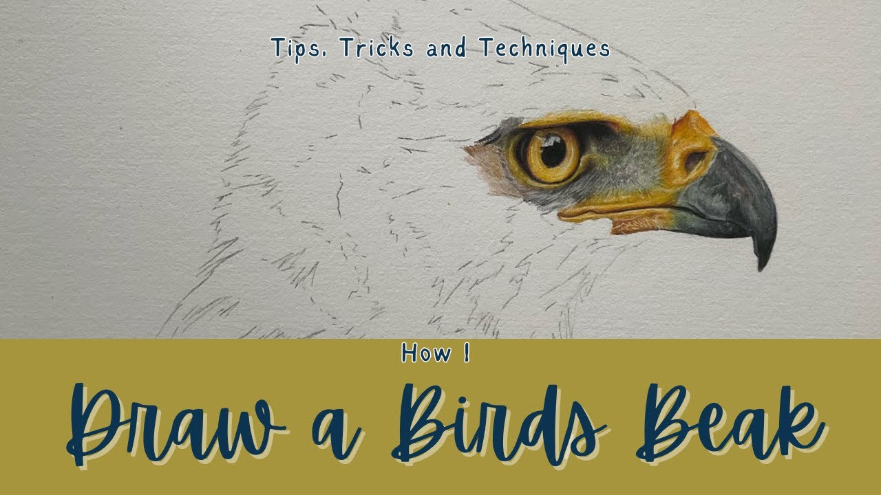 How to draw a beak