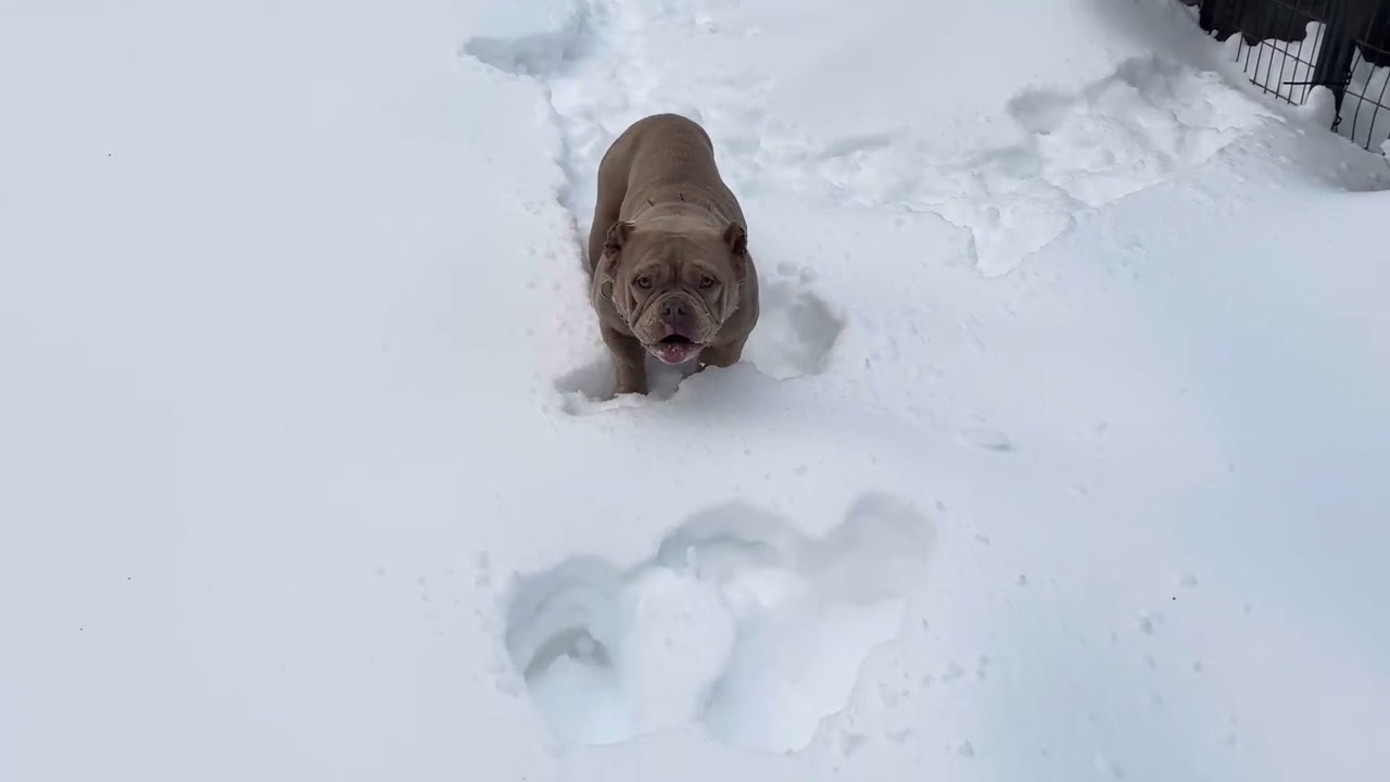 Made It Threw The Deadly Winter Storm With Our Bullies #cutedog #juice #americanbully 