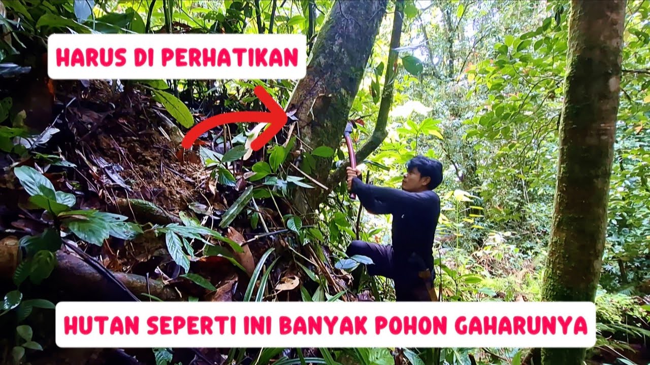 CIRI CIRI HUTAN BANYAK POHON GHARUNYA 75 HARI DI DALAM HUTAN PART#8 #kayugaharu 