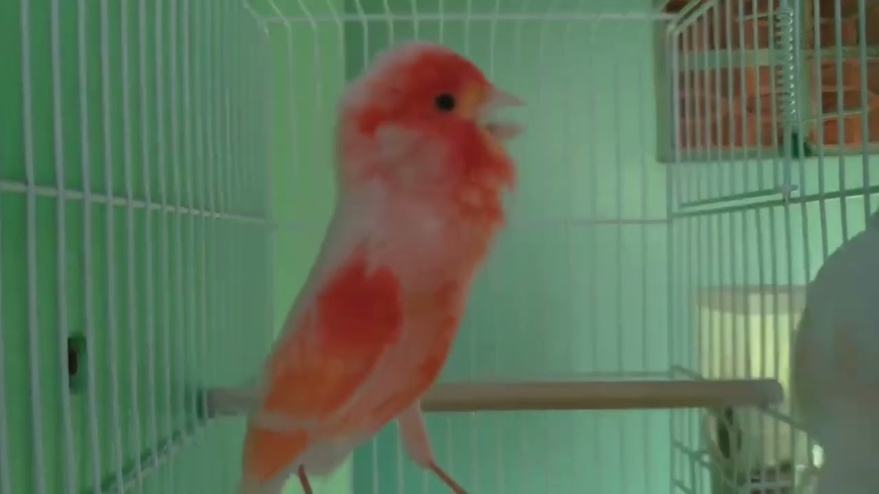mosahiq canary singing and mating
