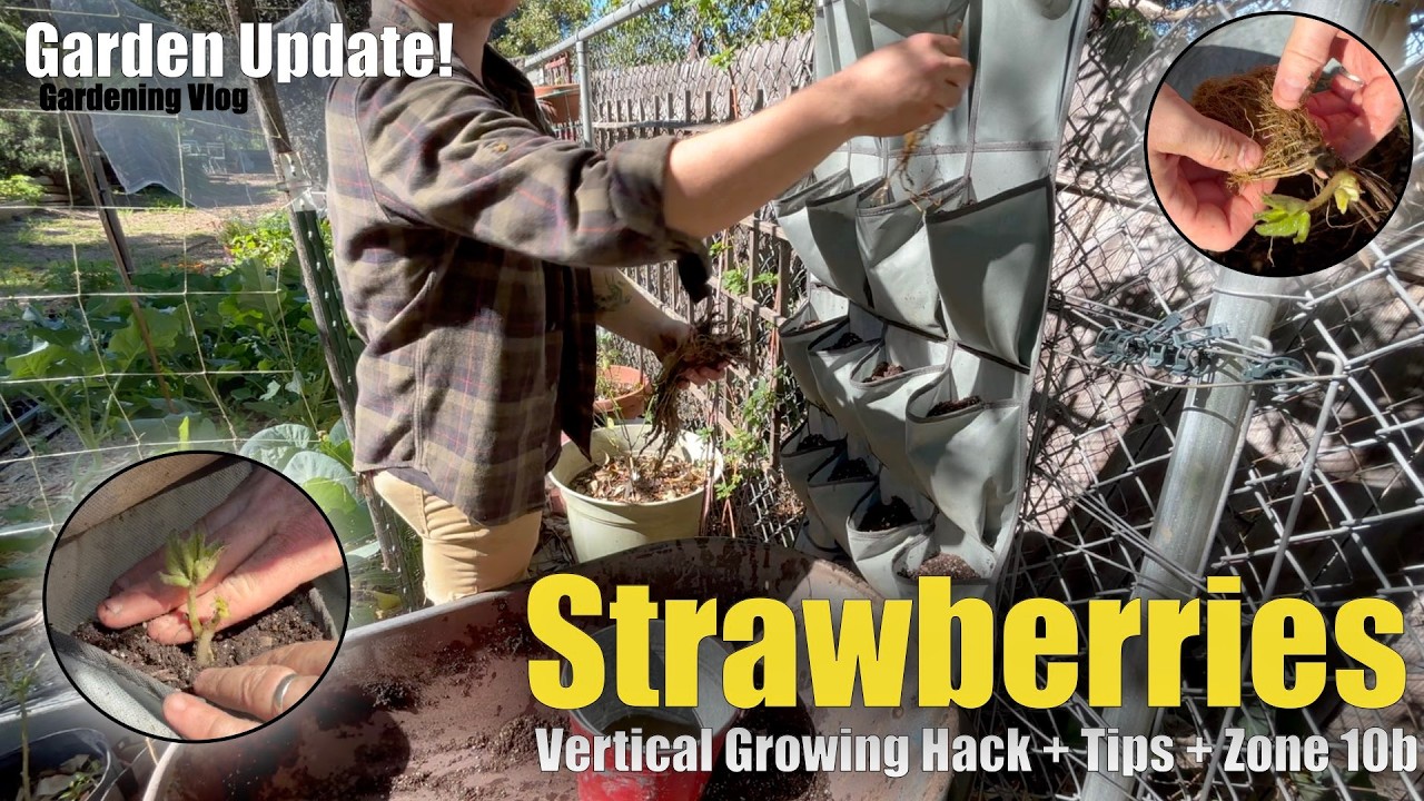 How to Build a DIY Vertical Garden for Bare root Strawberries Easy & Cheap