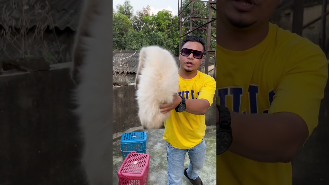 Himalayan Cat Price in Kolkata. #pets #cat #kitten #shorts