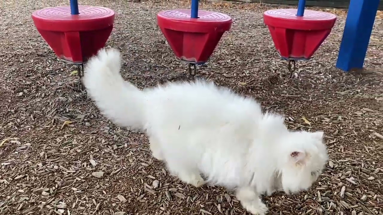 Cat Park Day with Margot