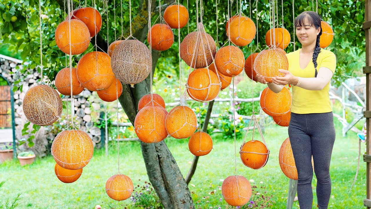 Harvesting Cantaloupes Goes To Market Sell - Traditional Lard Distillation and Preservation