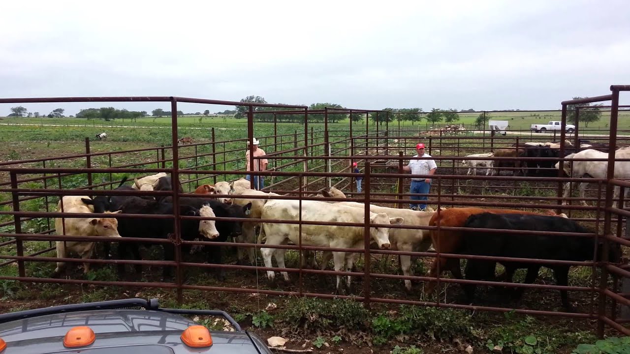 Shipping Cattle at Bar 7 Ranch 05/31/2013