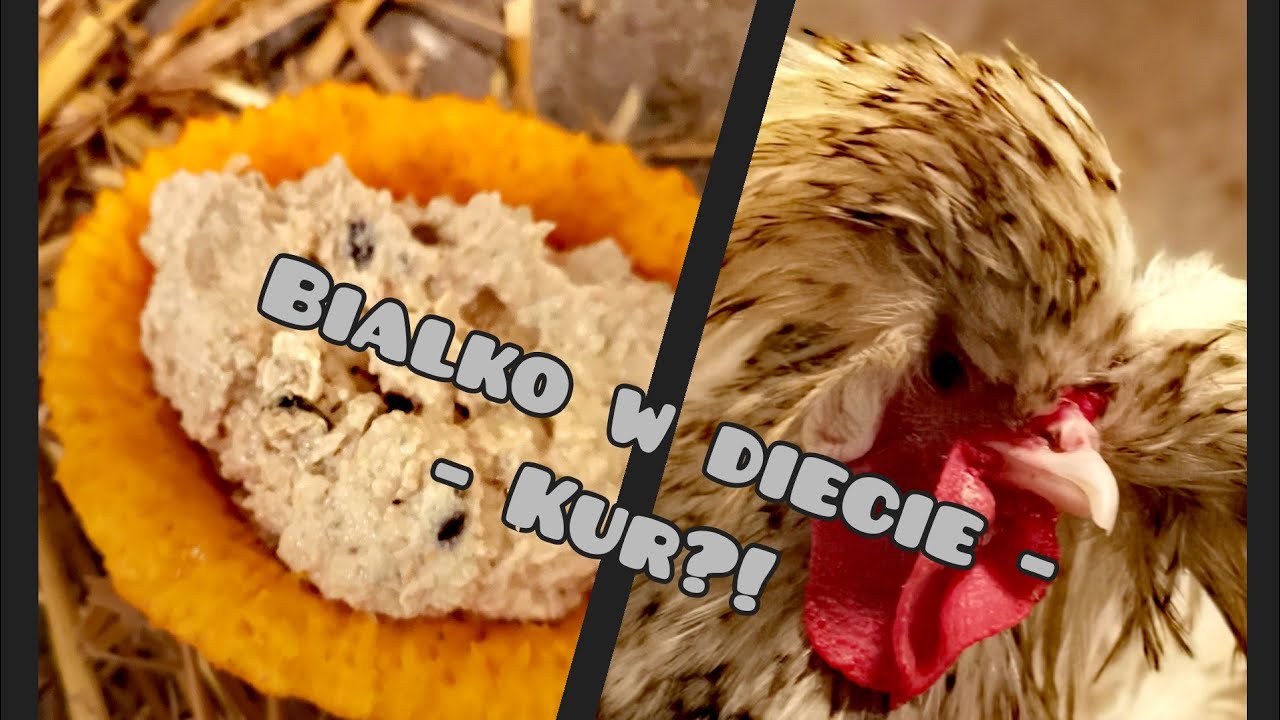 Vlog - Wieczór z kurami! 🌛 Białko w diecie kur? 🍼 Kilka pytań do Was ⁉️