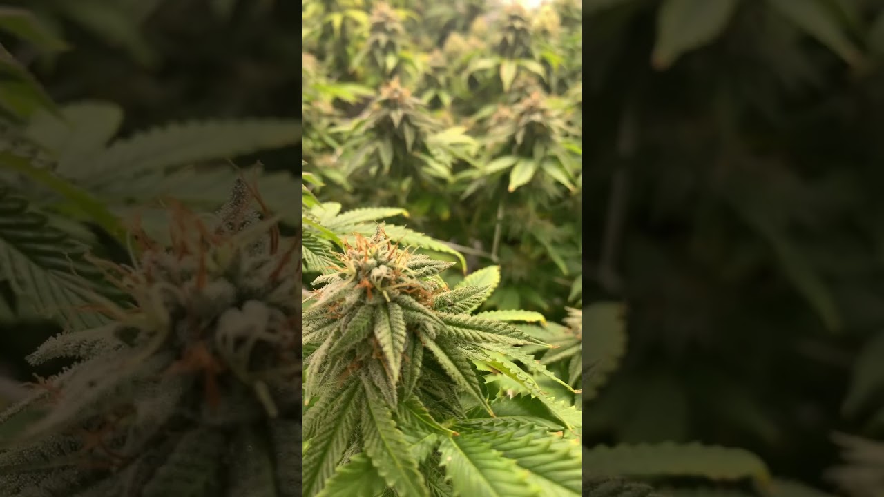 Welcome to a vivid chronicle of my gardening adventure : Gelato.og, OG Kush, and White Widow.