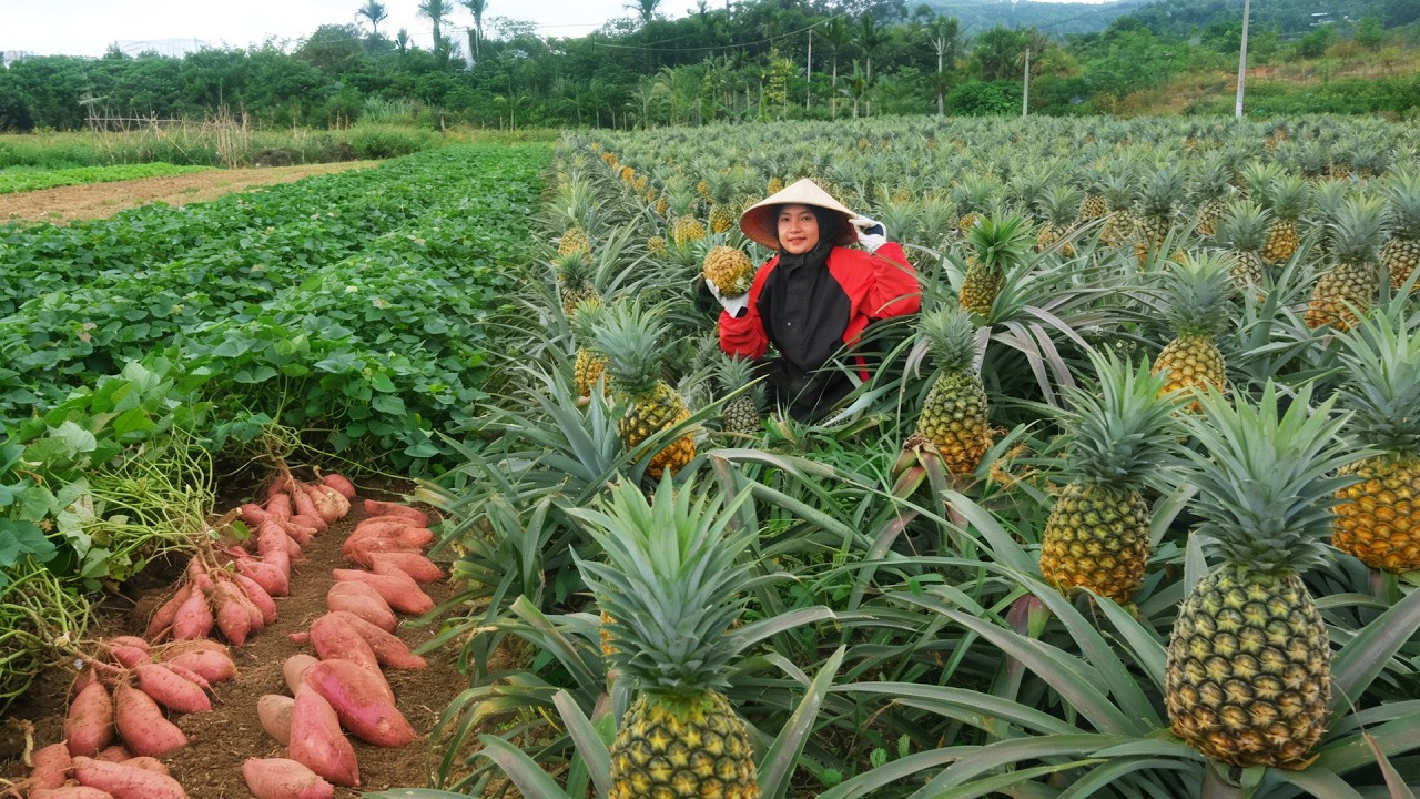 Harvest Pineapple And Sweet Potatoes For Market Sell, Cook With Them, Remove The Winged Bean Trellis