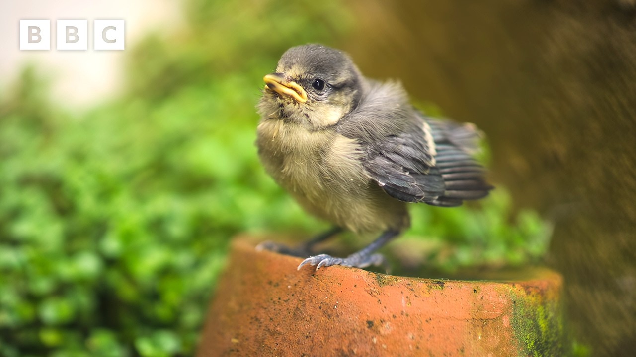 Blue tit chick vs Mr Fluffy the cat - BBC