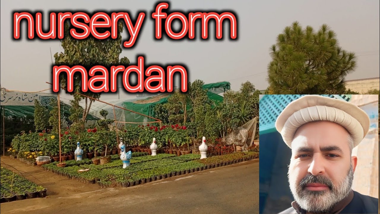 Nursery form Nowshera road mardan | yarbash tv | mardan vlogs