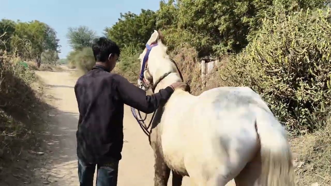 ગયા ઘોડા ને નવ દાવા બ્લોગ/💕🐎/Gujarati vlogs//viral vlogs//ranjit Khodaliya 🙏♥️♥️