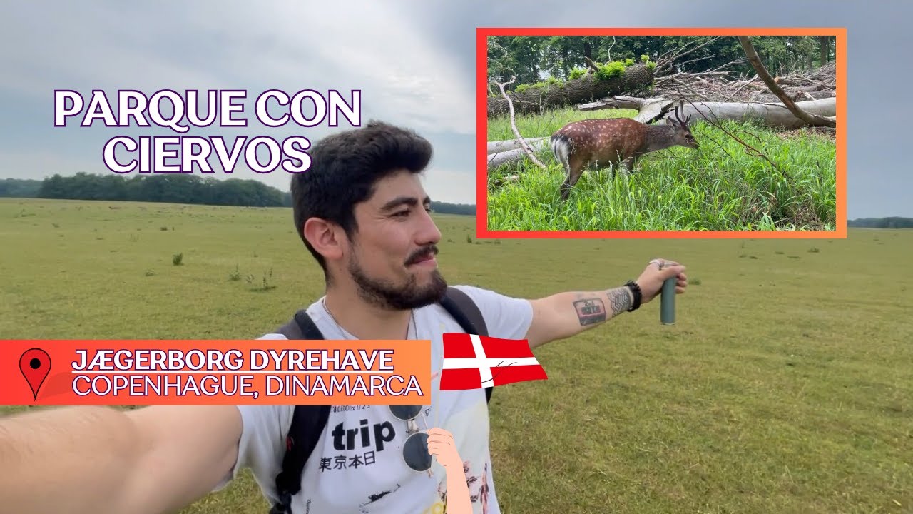 PARQUE CON CIERVOS en Copenhague,  Dinamarca | VIAJES