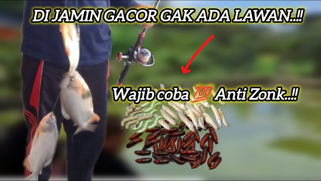Terbukti‼️8 jenis umpan mancing bawal paling gacor..!!