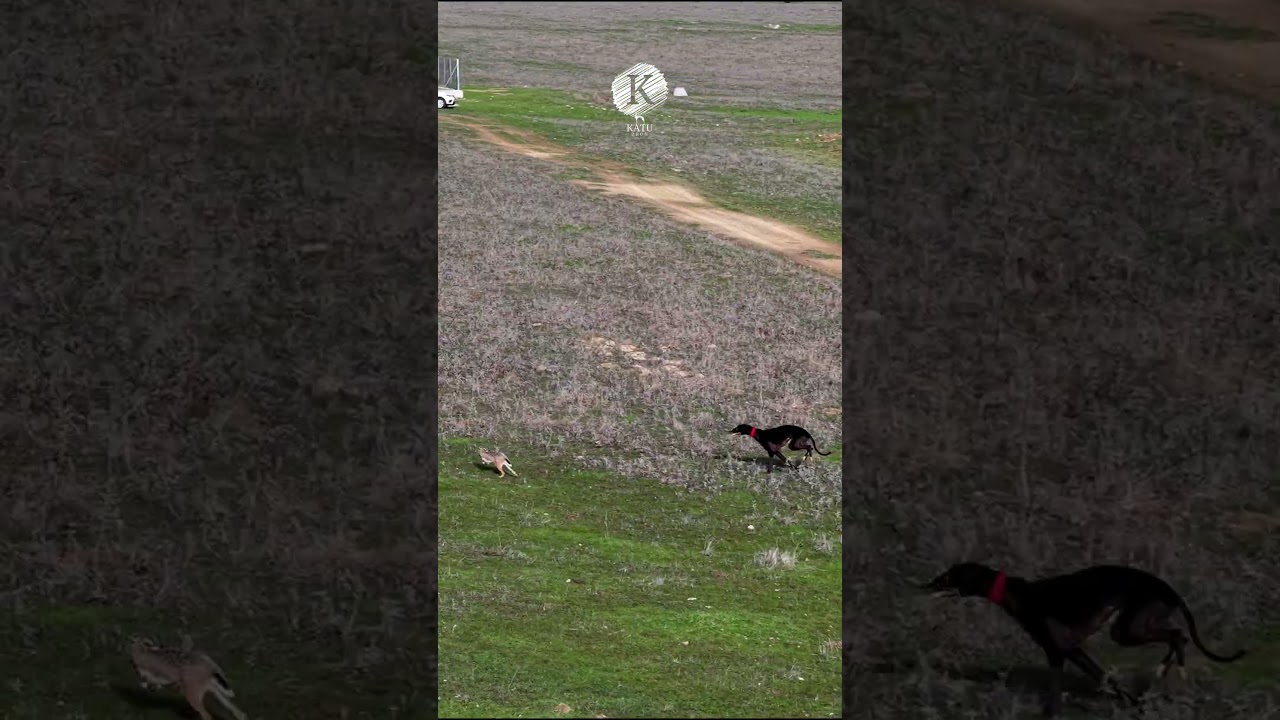 Carreras de galgos y liebre 
