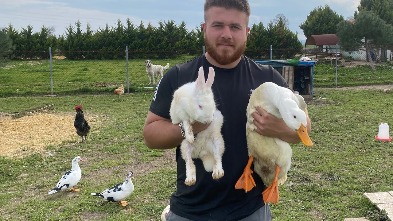 Yeni Ördekler Ve Tavşan Aldım Köpekler Çıldırdı!