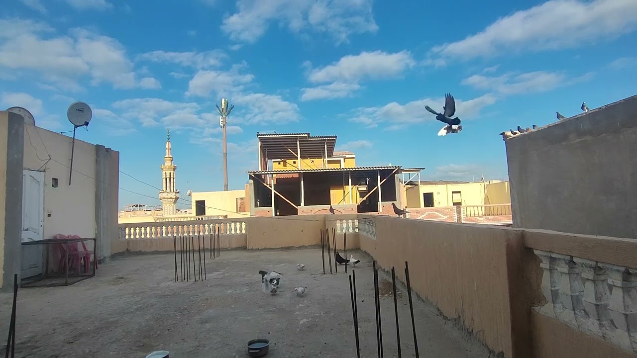 رايكم في الجوز الشقلباظ