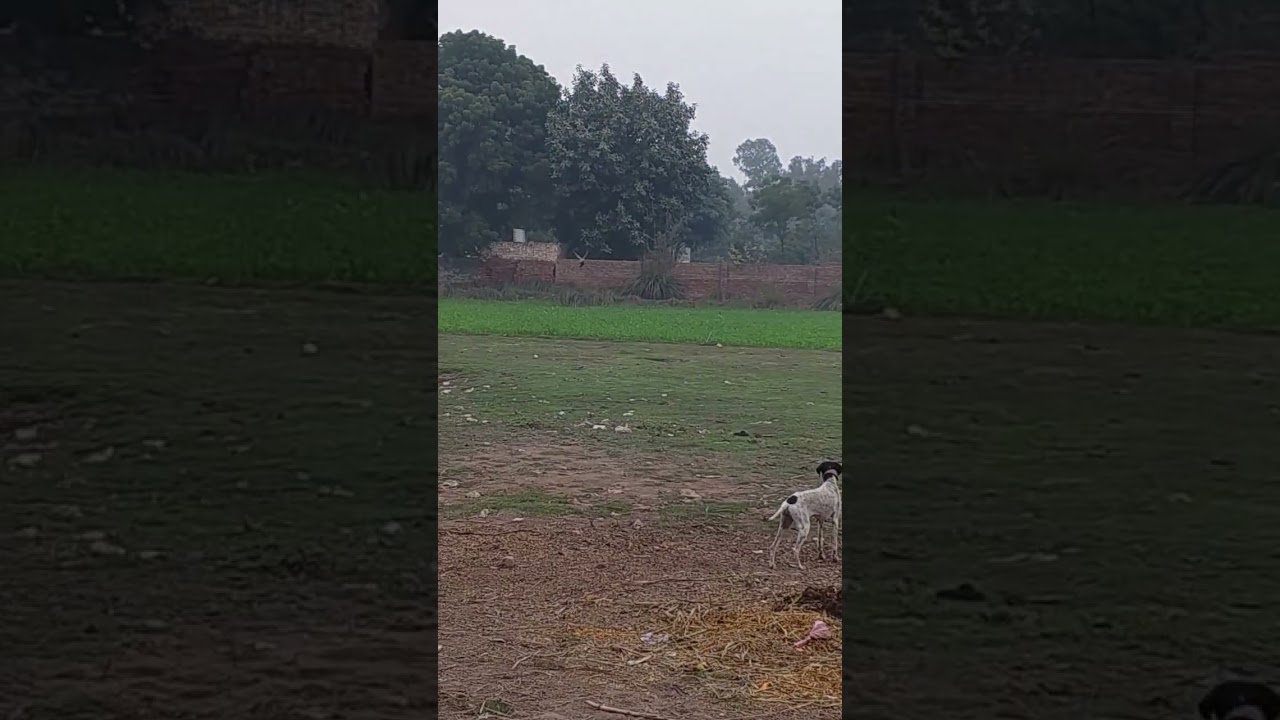 crow pheasant hunt with goshawk . goshawk hunting. baaz ka shikar