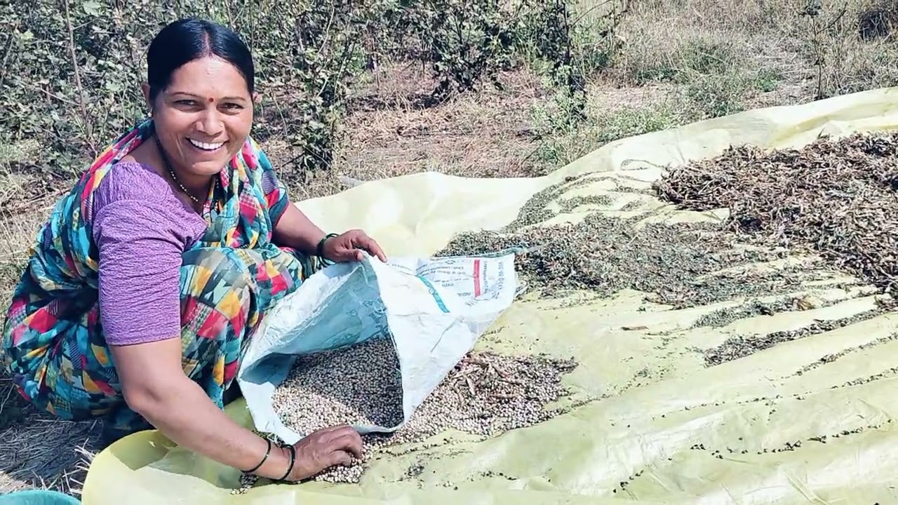 तुरीच्या खळ्याची जुनी पद्धत जुन्या आठवणी