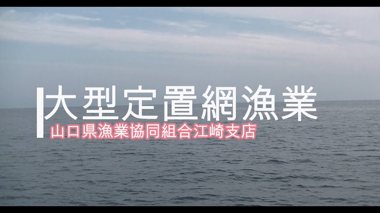 大型定置網漁業（山口県萩市江崎地区）【山口県の漁業】　#漁業　#定置網　#山口県　#新規就業　雇用型漁業