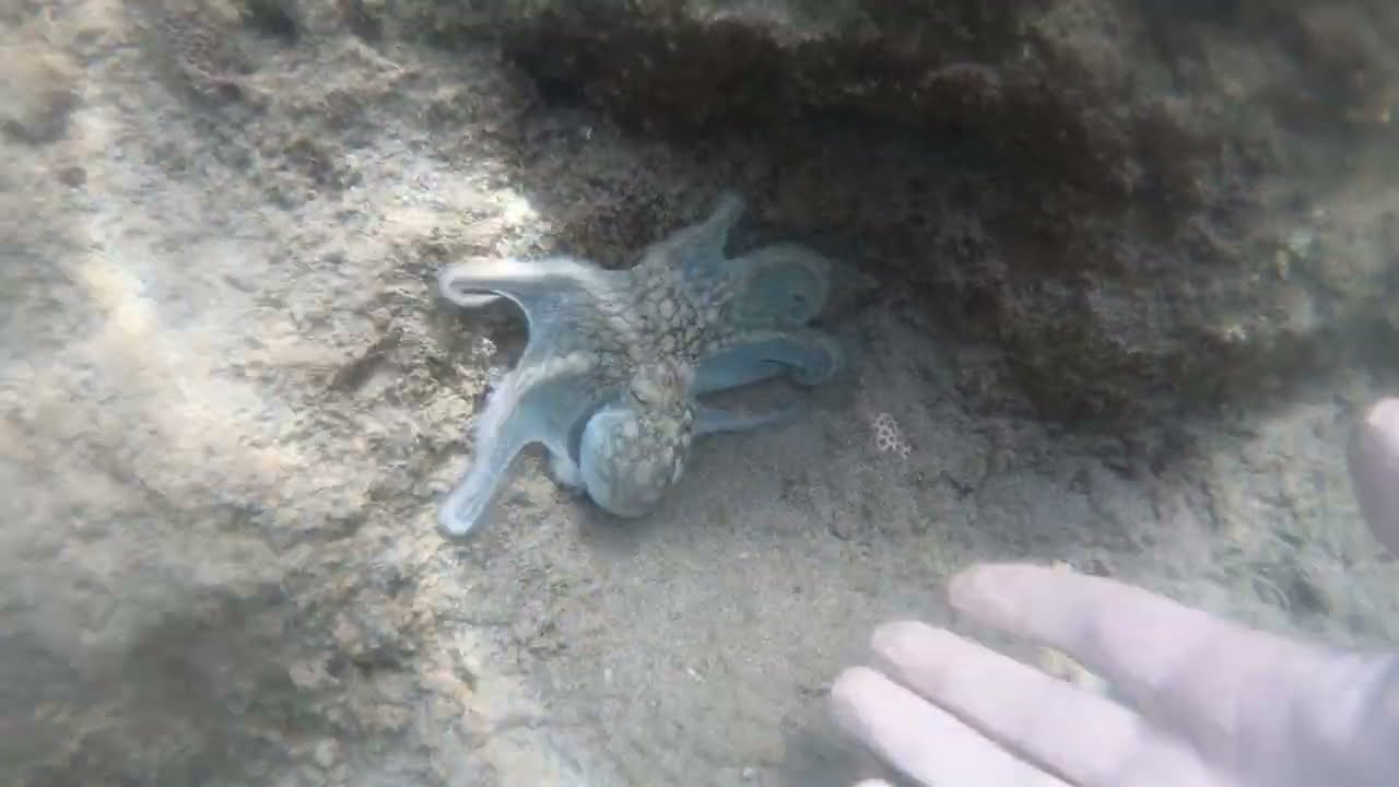 Snorkeling with Octopus in Curacao