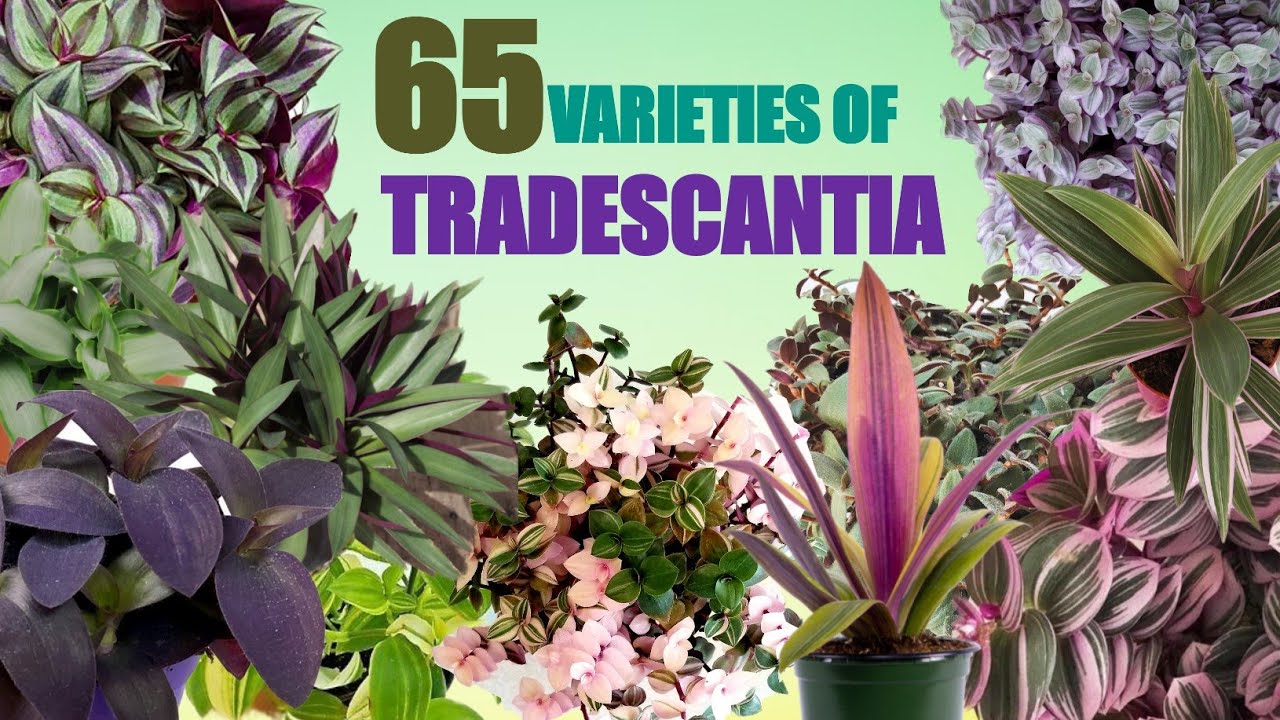 65 Rare Varieties of Tradescantia Plant with Names | Spiderwort varieties |Plant and Planting