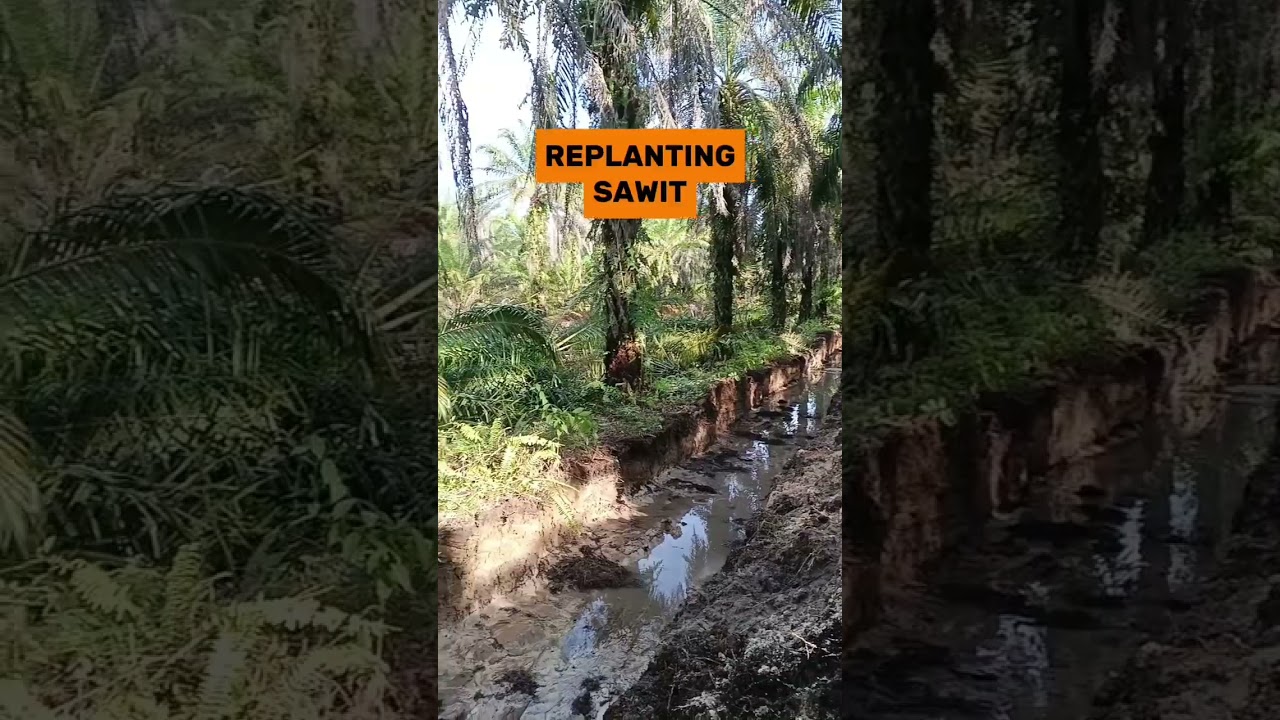 replanting sawit #sawitindonesia #sawit #kelapasawitindonesia #replanting