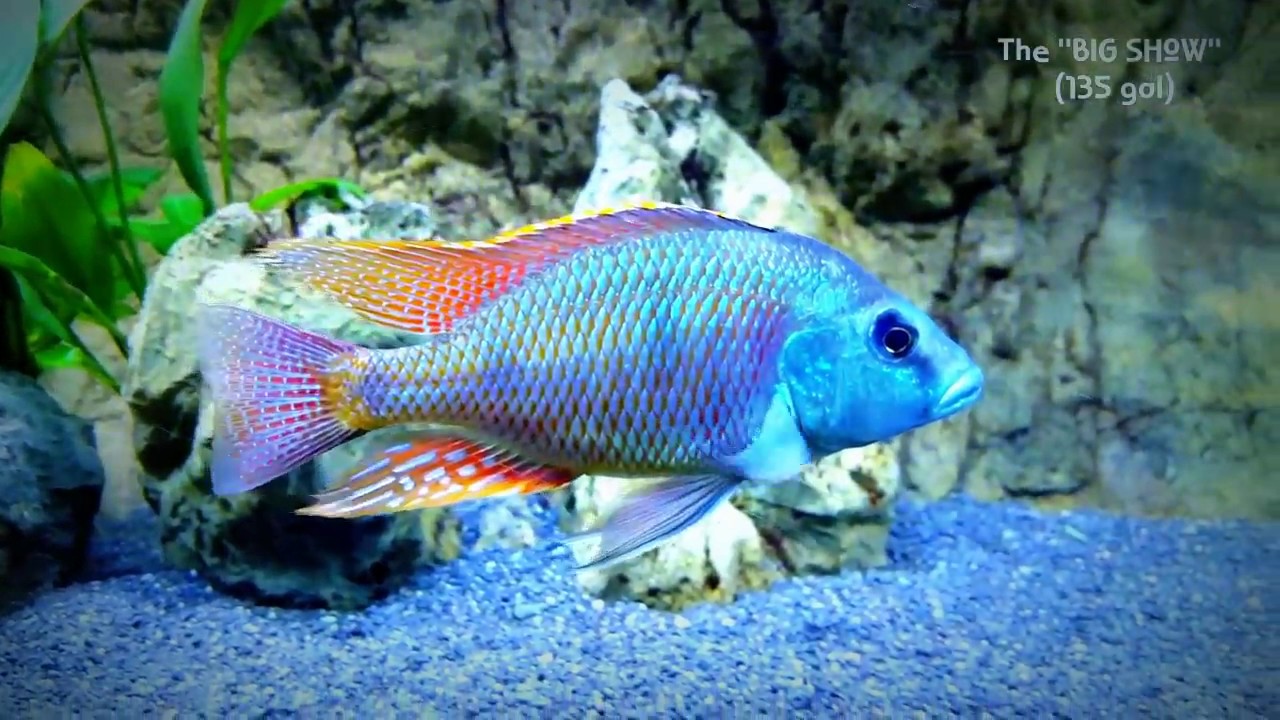 3 African Cichlids [YOU MUST HAVE THESE!] and a FIRST TIME LOOK at Some New Fish!