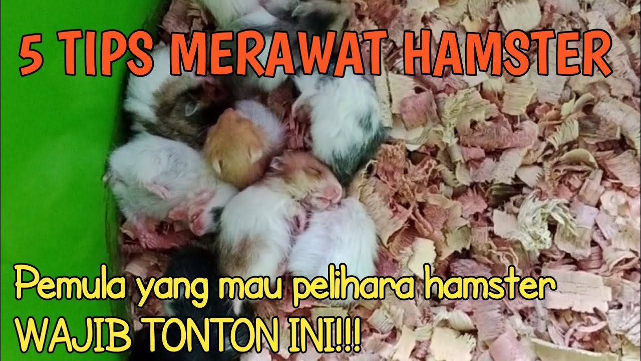 TIPS MERAWAT HAMSTER BAGI PEMULA