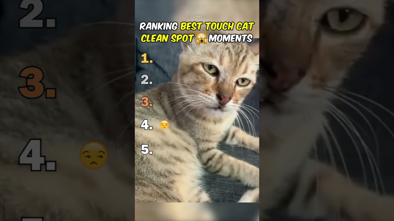 Ranking Best Touching Cats Cleaning Spot Moments