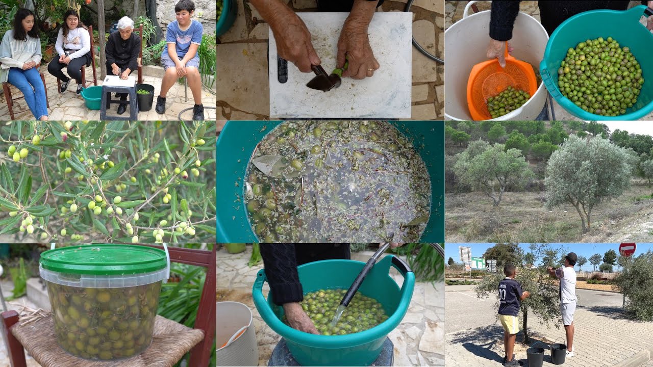 Receitas tradicionais de Alcoutim | Conserva da azeitona