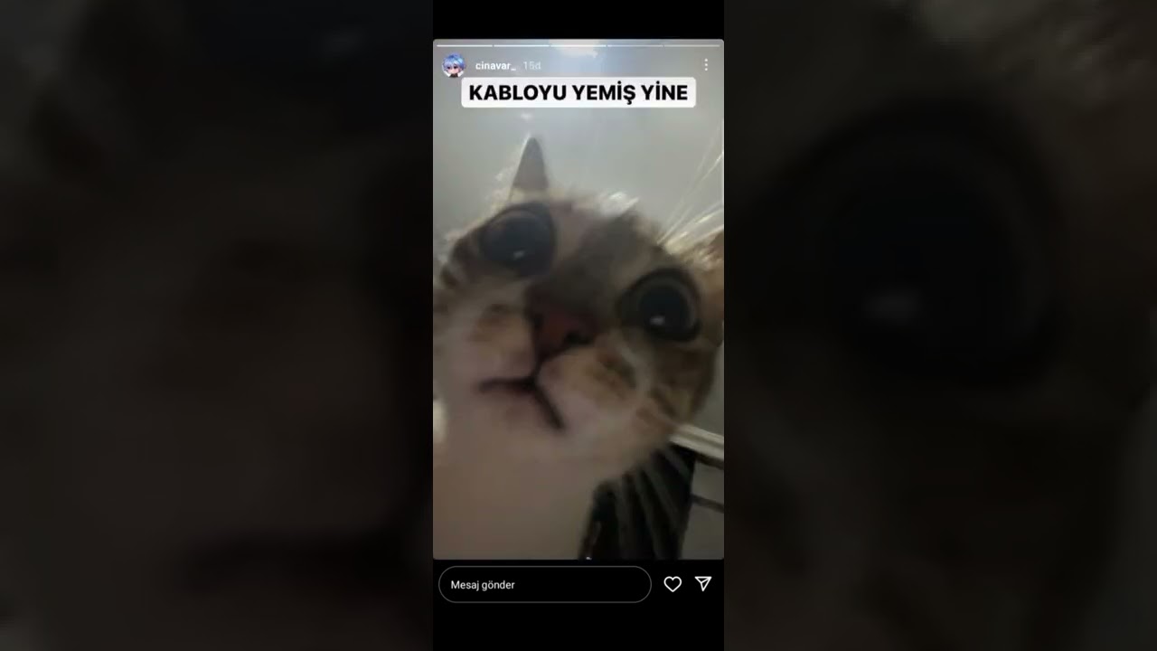 Cinavar'ın kedisi internet kablosunu yedi 