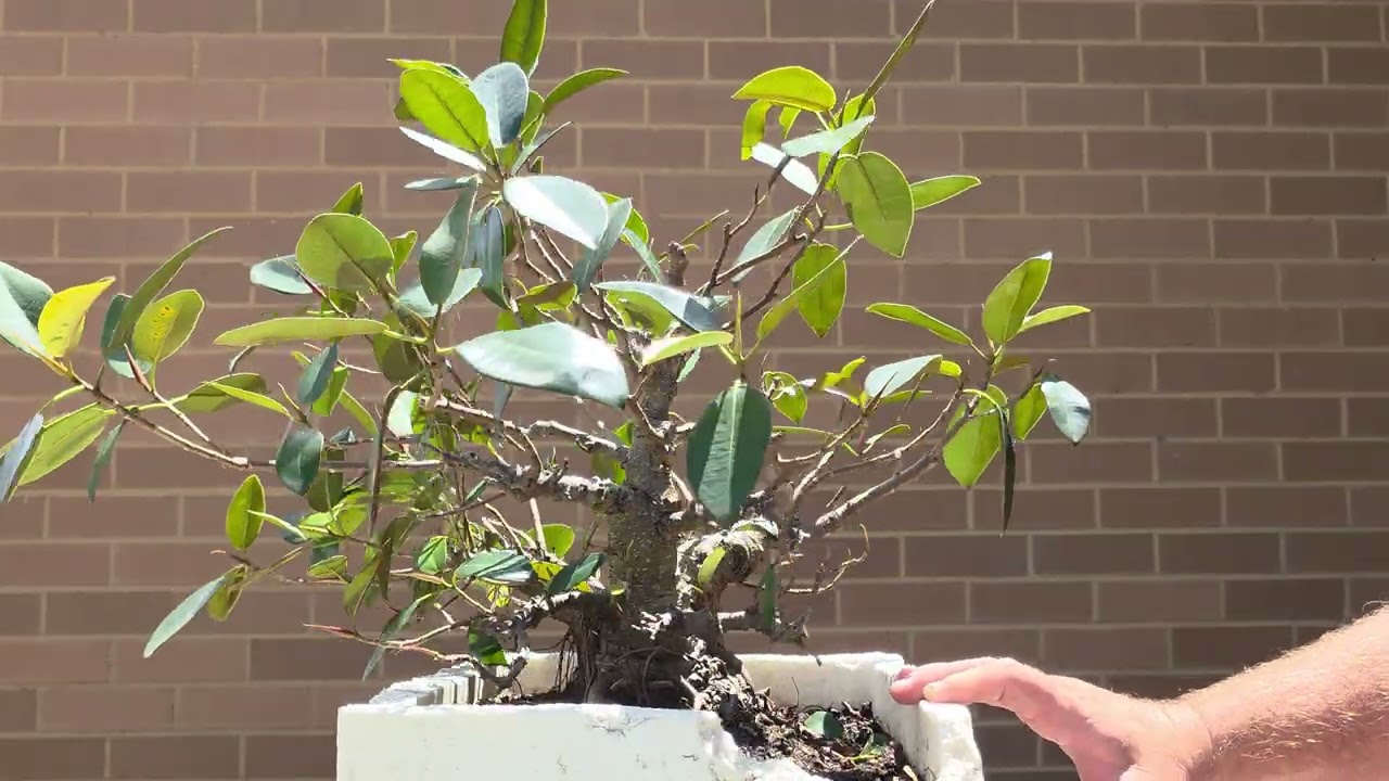 Port Jackson fig from face book market place.