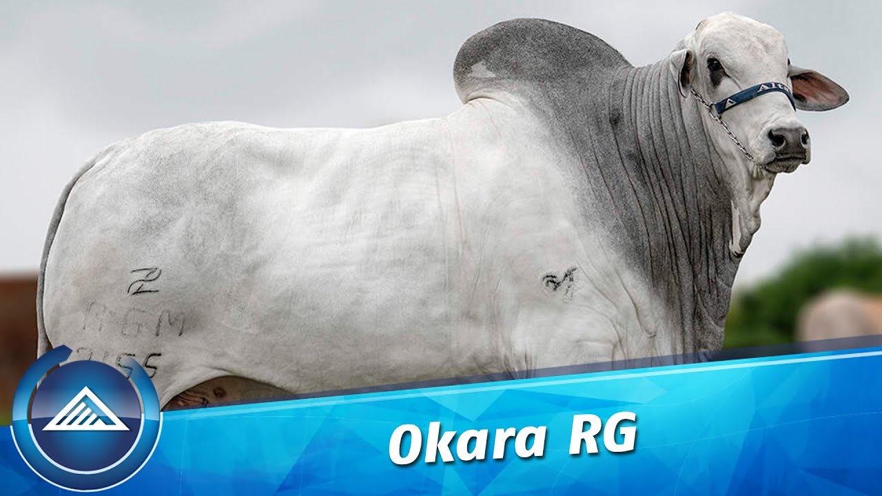 Okara RG