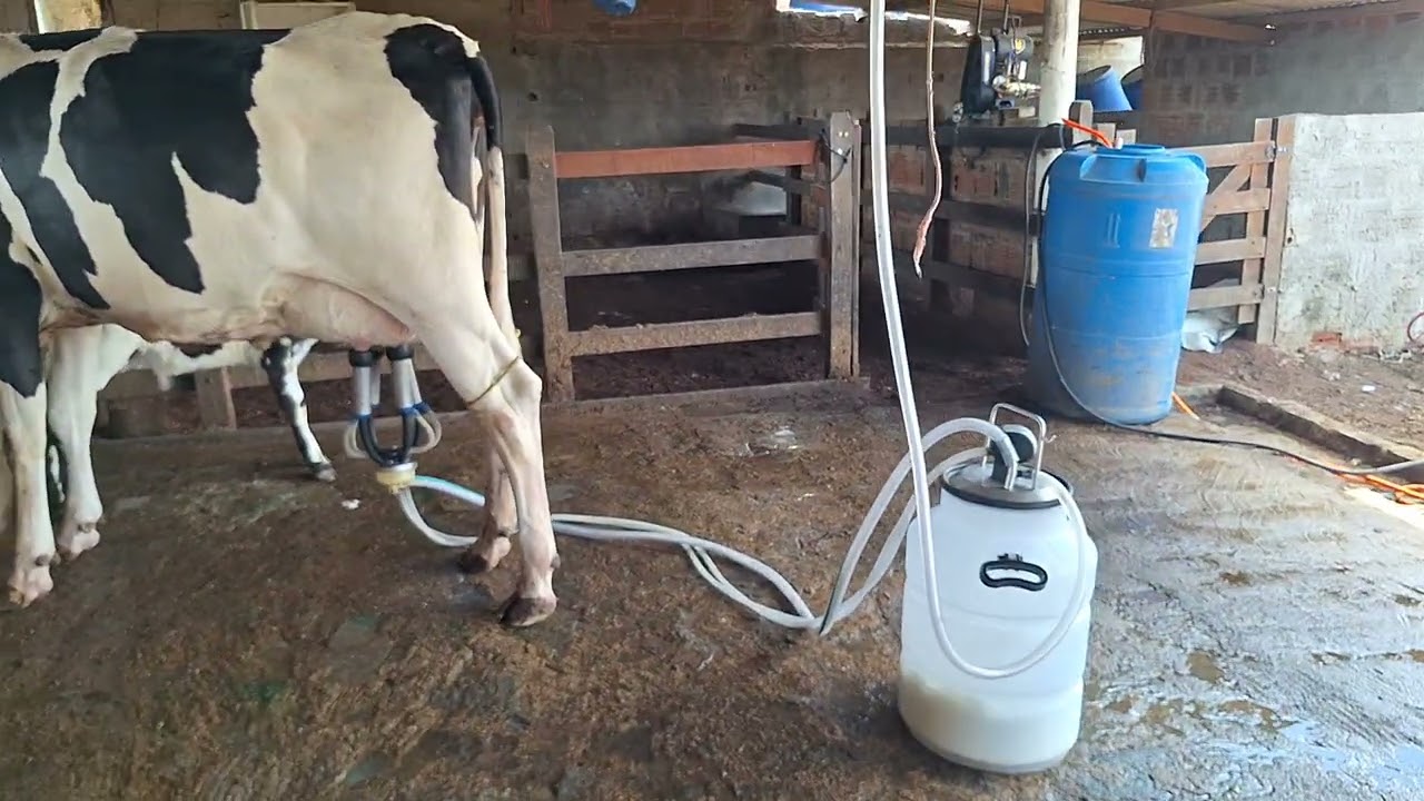 OFERTA DE UMA NOVILHA 3/4 COM 25 KILOS.LOC.CARUARU-PE.PREÇO 8.500,00.WHATS.81-999166314. 