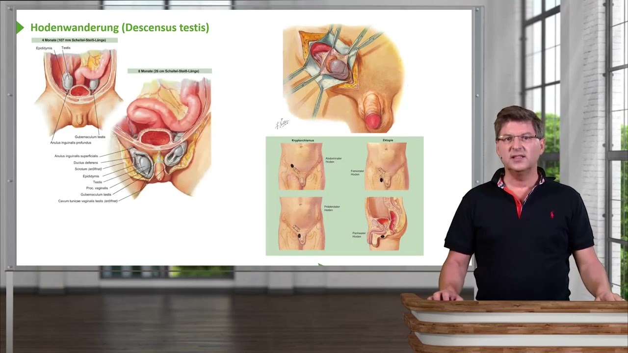 Anatomie I Bewegungssystem: Männliche Genitalorgane I Prof. Dr. med. Wirth