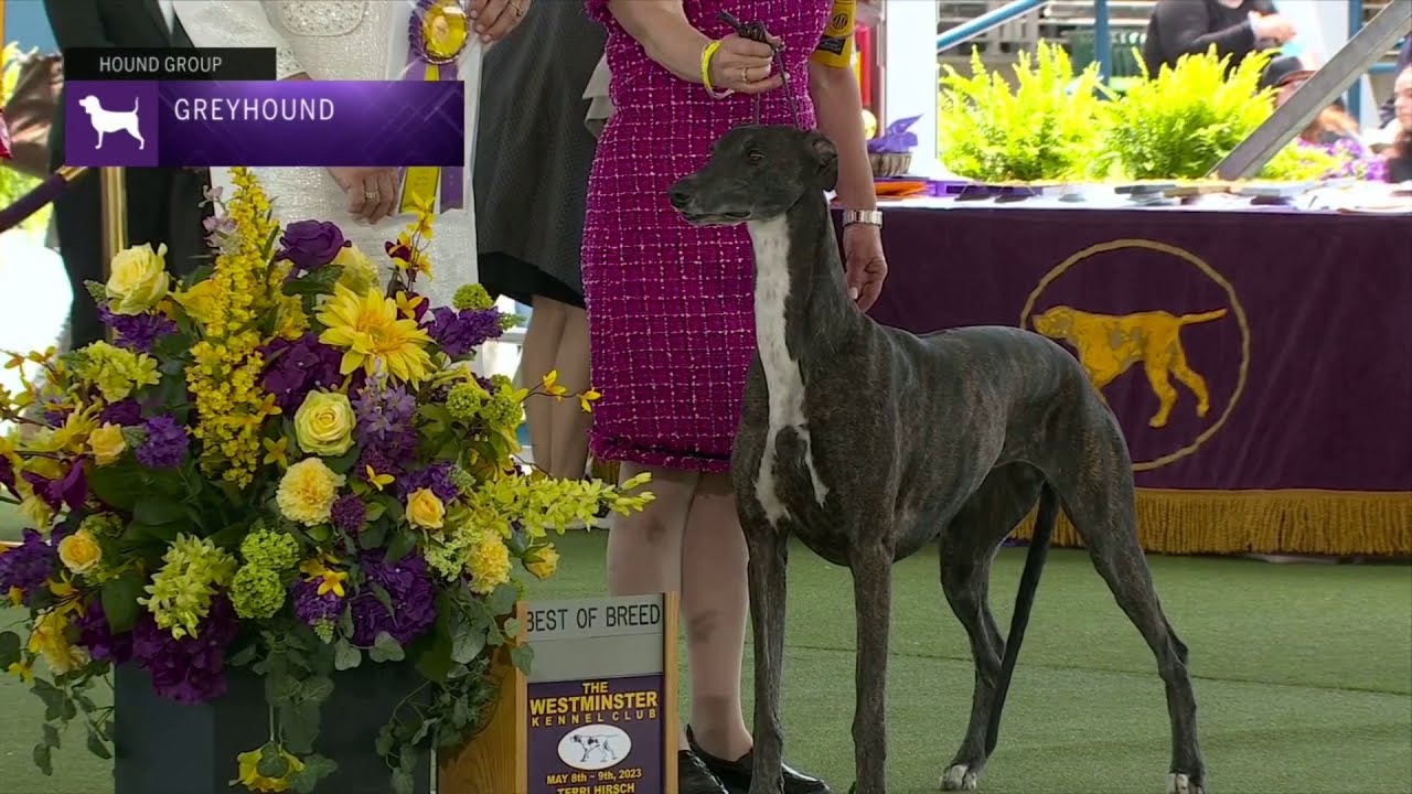 Greyhounds | Breed Judging 2023
