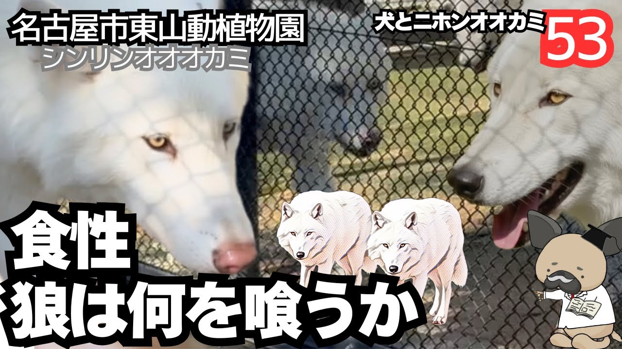 東山動植物園のシンリンオオカミ〜野生オオカミは何を喰う⁈〜犬とニホンオオカミ53
